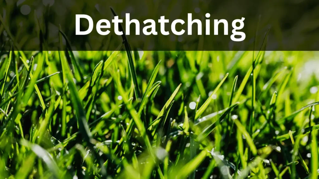 Dethatching