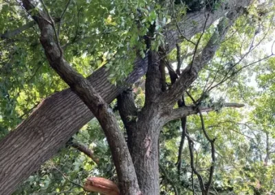 Quality Tree Trimming